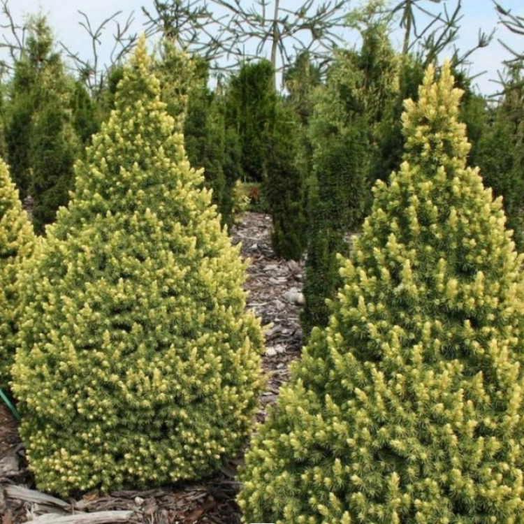Smrek biely (Picea glauca) ´RAINBOW´S END´ – výška 20-30 cm, kont. C3L